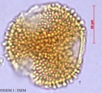 ISEM 1/Ilex_teratopis_29442/Ilex_teratopis_29442_0001(copy)_thumb.jpg